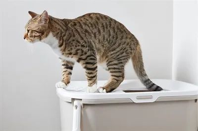 Savic Kattenbak Hop In Wit / Mokka 58,5x39x39,5 cm