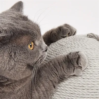 Fofos Krab Bal 30x30x27 cm