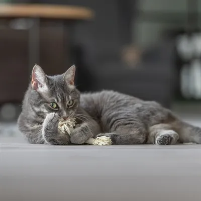 Trixie Speeltouw Met Franjes Assorti 15 cm 2 st